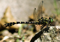 Kleine Zangenlibelle