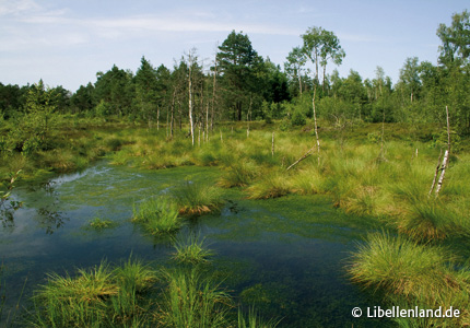 Libellen-Lebensräume