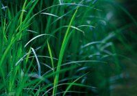Ufervegetation